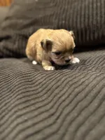 Malshipoo Boy 2, a male Maltipoo and Shih Tzu for sale in Scranton, PA – Photo 3 of 5