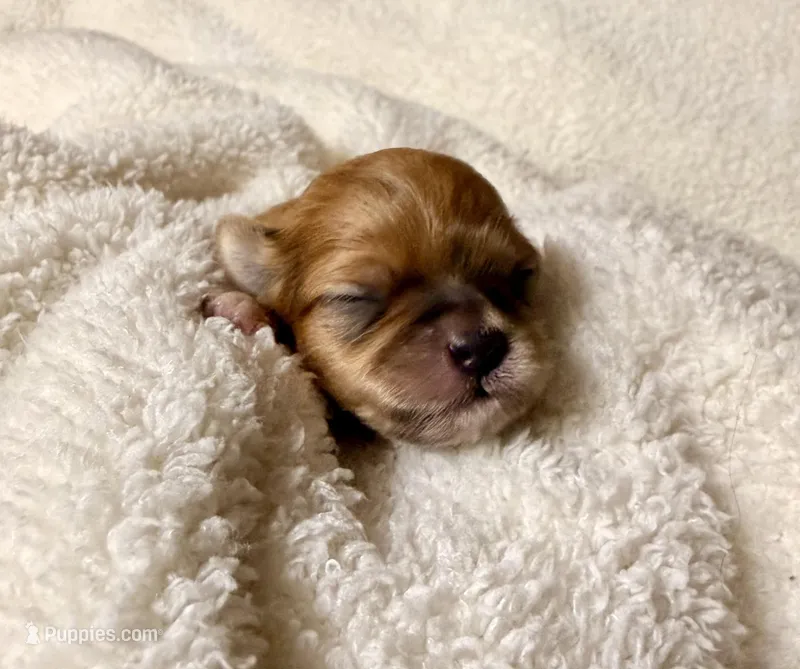 Malshipoo Boy 2, a male Maltipoo and Shih Tzu for sale in Scranton, PA – Photo 1 of 3