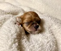 Malshipoo Boy 2, a male Maltipoo and Shih Tzu for sale in Scranton, PA – Photo 1 of 3