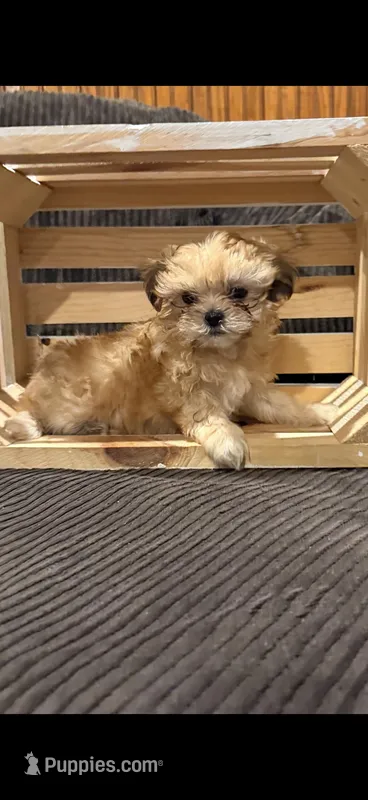 Malshipoo Boy Ready Now – Maltipoo, Shih Tzu puppy for sale in Scranton, PA