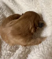 Malshipoo Boy 2, a male Maltipoo and Shih Tzu for sale in Scranton, PA – Photo 2 of 3