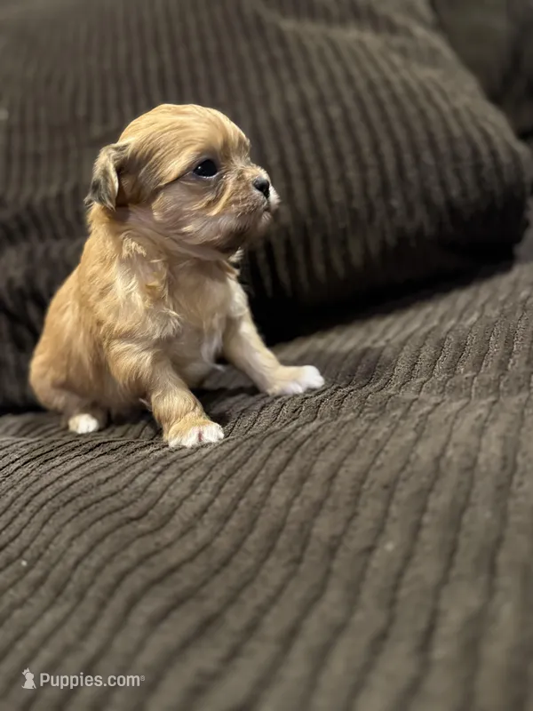 Malshipoo Boy 2 – Maltipoo, Shih Tzu puppy for sale in Scranton, PA