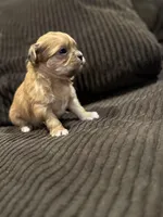 Malshipoo Boy 2, a male Maltipoo and Shih Tzu for sale in Scranton, PA – Photo 2 of 5