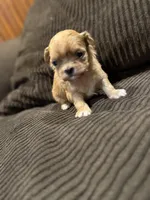 Malshipoo Boy 2, a male Maltipoo and Shih Tzu for sale in Scranton, PA – Photo 4 of 5