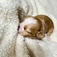 Malshipoo Boy 2, a male Maltipoo and Shih Tzu for sale in Scranton, PA – Photo 5 of 6