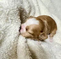 Malshipoo Girl 3, a female Maltipoo and Shih Tzu for sale in Scranton, PA – Photo 2 of 3