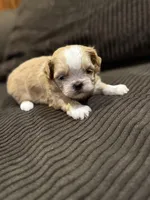 Malshipoo Boy 2, a male Maltipoo and Shih Tzu for sale in Scranton, PA – Photo 1 of 6