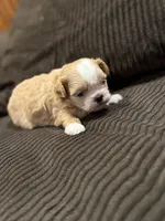 Malshipoo Boy 2, a male Maltipoo and Shih Tzu for sale in Scranton, PA – Photo 3 of 6