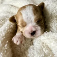 Malshipoo Boy 2, a male Maltipoo and Shih Tzu for sale in Scranton, PA – Photo 4 of 6