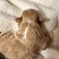 Malshipoo Boy 2, a male Maltipoo and Shih Tzu for sale in Scranton, PA – Photo 6 of 6