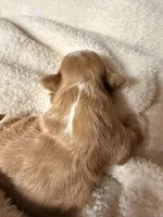 Malshipoo Girl 3, a female Maltipoo and Shih Tzu for sale in Scranton, PA – Photo 3 of 3