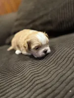 Malshipoo Boy 2, a male Maltipoo and Shih Tzu for sale in Scranton, PA – Photo 2 of 6