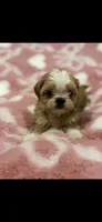 Malshipoo Boy , a male Maltipoo and Shih Tzu for sale in Scranton, PA – Photo 8 of 9