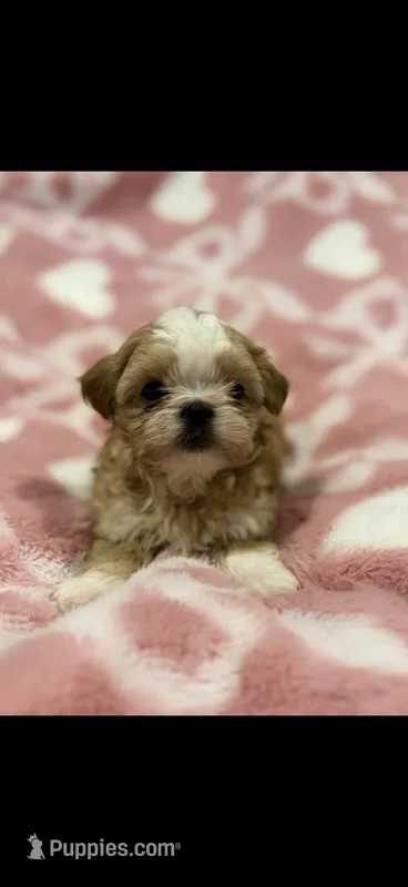 Malshipoo Boy  – Maltipoo, Shih Tzu puppy for sale in Scranton, PA
