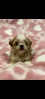 Malshipoo Boy , a male Maltipoo and Shih Tzu for sale in Scranton, PA – Photo 1 of 9