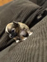 Malshipoo boy, a male Maltipoo and Shih Tzu for sale in Scranton, PA – Photo 2 of 6