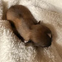 Malshipoo boy, a male Maltipoo and Shih Tzu for sale in Scranton, PA – Photo 6 of 6