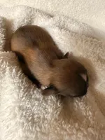 Malshipoo boy, a male Maltipoo and Shih Tzu for sale in Scranton, PA – Photo 2 of 3