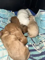 Malshipoo boy, a male Maltipoo and Shih Tzu for sale in Scranton, PA – Photo 3 of 3