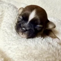 Malshipoo boy, a male Maltipoo and Shih Tzu for sale in Scranton, PA – Photo 4 of 6