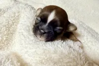 Malshipoo boy, a male Maltipoo and Shih Tzu for sale in Scranton, PA – Photo 1 of 3