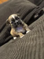 Malshipoo boy, a male Maltipoo and Shih Tzu for sale in Scranton, PA – Photo 1 of 6