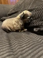 Malshipoo boy, a male Maltipoo and Shih Tzu for sale in Scranton, PA – Photo 3 of 6