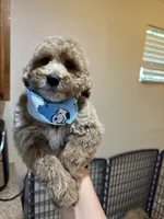 Golden doodle, a female Goldendoodle for sale in Ogden Dunes, IN – 4 of 7