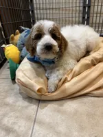 Golden doodle, a female Goldendoodle for sale in Ogden Dunes, IN – 6 of 7