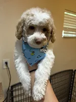 Golden doodle, a female Goldendoodle for sale in Ogden Dunes, IN – 5 of 7