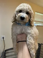 Golden doodle, a female Goldendoodle for sale in Ogden Dunes, IN – 3 of 7