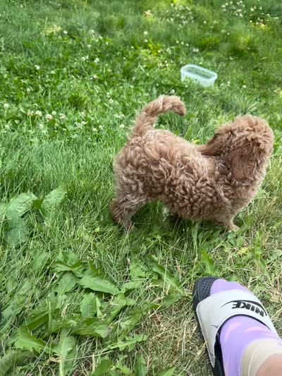 Golden doodle, a female Goldendoodle for sale in Ogden Dunes, IN – 7 of 7