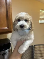 Golden doodle, a female Goldendoodle for sale in Ogden Dunes, IN – 2 of 7