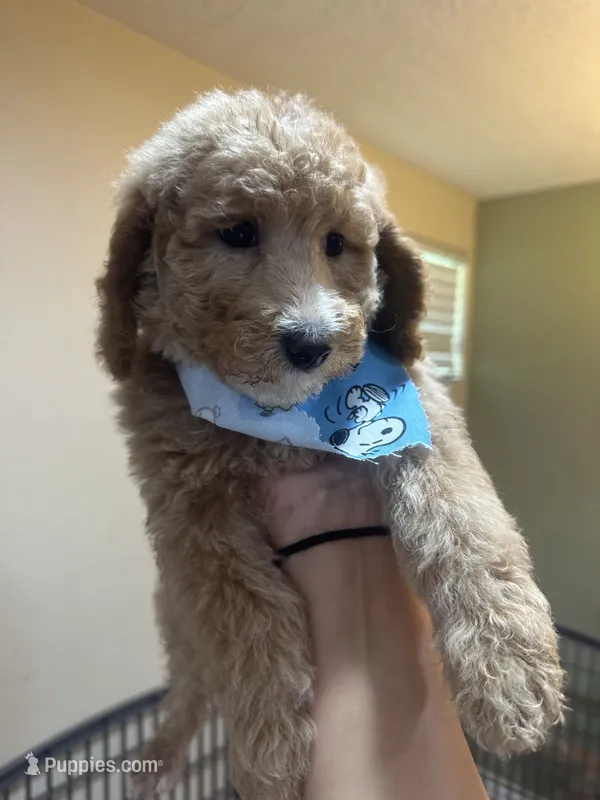 Golden doodle – Goldendoodle puppy for sale in Ogden Dunes, IN