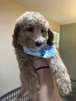 Golden doodle, a female Goldendoodle for sale in Ogden Dunes, IN – 1 of 7