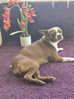 Kiwi 🥝 , a female Boston Terrier for sale in Deerfield Beach, FL – Photo 7 of 7