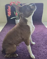 Kiwi 🥝 , a female Boston Terrier for sale in Deerfield Beach, FL – Photo 4 of 7