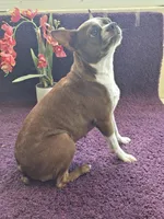 Kiwi 🥝 , a female Boston Terrier for sale in Deerfield Beach, FL – Photo 5 of 7