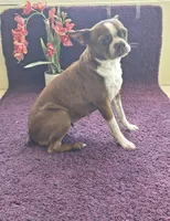 Kiwi 🥝 , a female Boston Terrier for sale in Deerfield Beach, FL – Photo 6 of 7