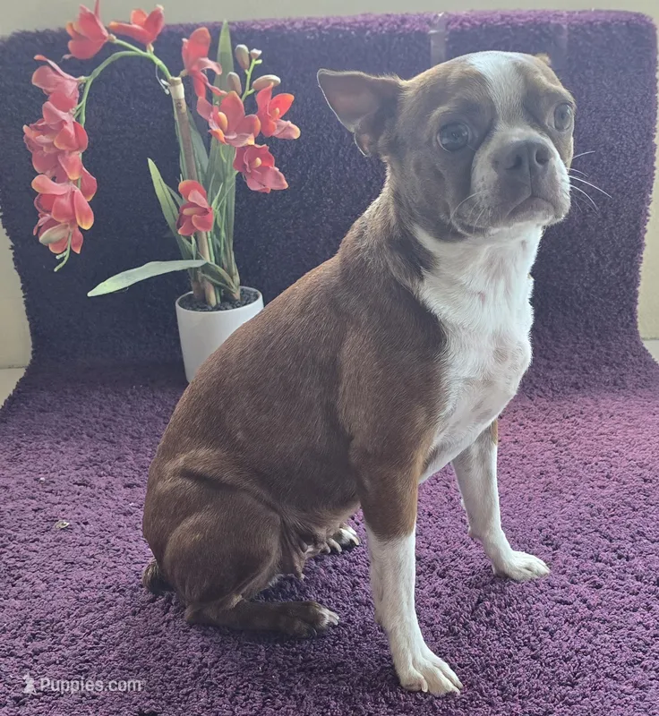 Kiwi 🥝  – Boston Terrier puppy for sale in Deerfield Beach, FL