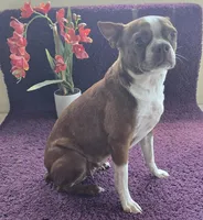 Kiwi 🥝 , a female Boston Terrier for sale in Deerfield Beach, FL – Photo 1 of 7