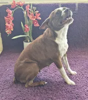 Kiwi 🥝 , a female Boston Terrier for sale in Deerfield Beach, FL – Photo 3 of 7