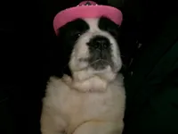 Peach , a female Saint Bernard for sale in Clarksville, IA – 5 of 8