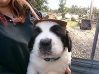 Blue, a male Saint Bernard for sale in Clarksville, IA – 2 of 8