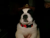 Red, a male Saint Bernard for sale in Clarksville, IA – 3 of 9