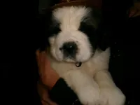 Blue Chevron, a male Saint Bernard for sale in Clarksville, IA – 2 of 8