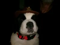 Red, a male Saint Bernard for sale in Clarksville, IA – 2 of 9