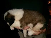 Tex, a male Saint Bernard for sale in Clarksville, IA – 5 of 7