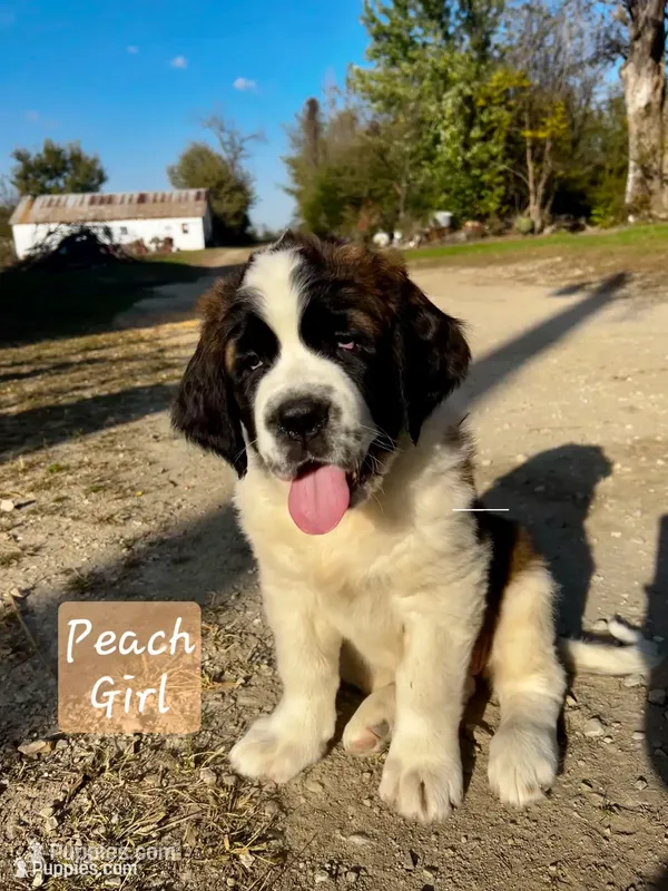 Peach  – Saint Bernard puppy for sale in Clarksville, IA