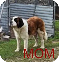 Tex, a male Saint Bernard for sale in Clarksville, IA – 6 of 7